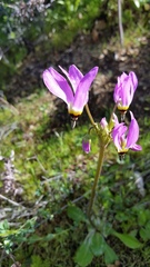 Primula clevelandii gracilis