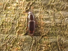 Rhizophagus bipustulatus