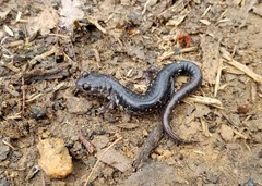 Plethodon chattahoochee
