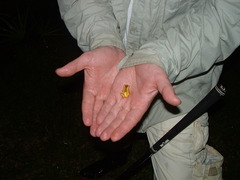 Dendropsophus triangulum