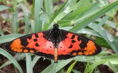 Acraea acara acara