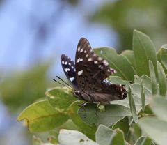 Charaxes guderiana guderiana