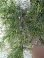 Casuarina equisetifolia