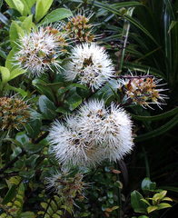 Metrosideros albiflora