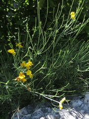 Genista radiata
