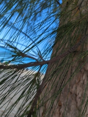 Casuarina equisetifolia