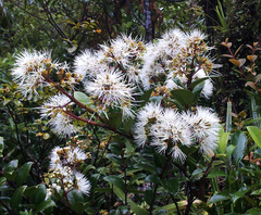 Metrosideros albiflora