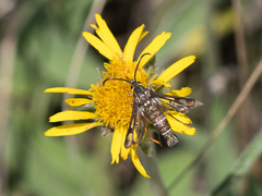 Pyropteron leucomelaenum