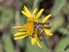 Pyropteron leucomelaenum