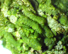 Cheilolejeunea clypeata