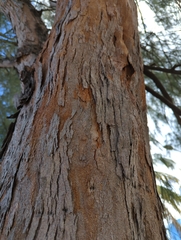 Casuarina equisetifolia