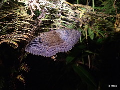 Erebus walkeri