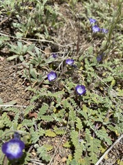 Phacelia davidsonii