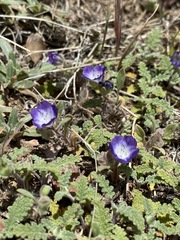 Phacelia davidsonii