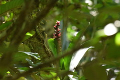 Aechmea cylindrata