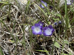 Phacelia davidsonii