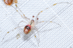 Theridion californicum