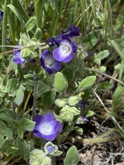 Phacelia davidsonii