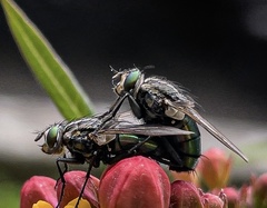 Sarconesia chlorogaster