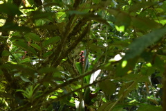 Aechmea cylindrata