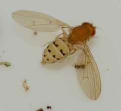 Drosophila falleni
