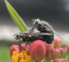 Sarconesia chlorogaster
