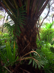 Cyathea milnei