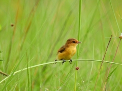Culicivora caudacuta