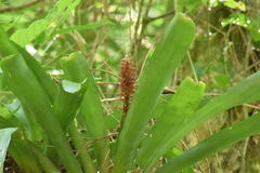 Aechmea cylindrata