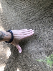Python natalensis