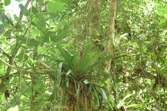 Aechmea cylindrata