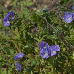 Phacelia ciliata