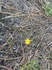 Hypoxis juncea