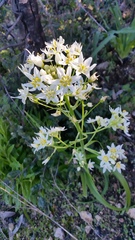 Toxicoscordion fremontii