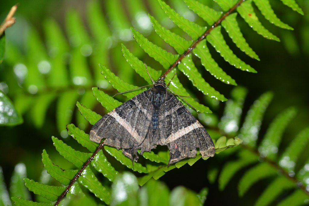 Homidiana traducta