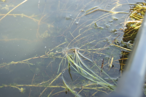 Image of Vallisneria spiralis by (c) Olena V. Vakarenko, some rights reserved (CC BY)