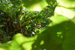 Aechmea cylindrata