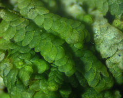 Cheilolejeunea clypeata