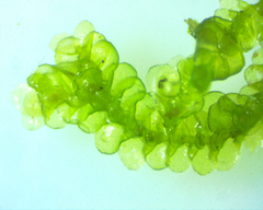 Cheilolejeunea clypeata