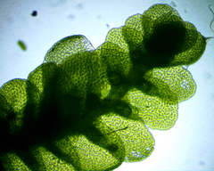 Cheilolejeunea clypeata