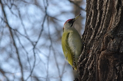 Picus canus × viridis