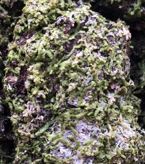 Cheilolejeunea clypeata