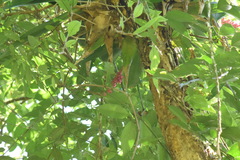 Aechmea cylindrata