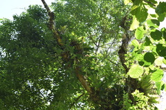 Aechmea cylindrata