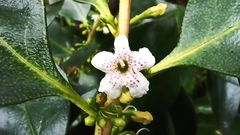 Myoporum tenuifolium