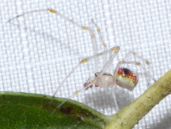 Theridion californicum