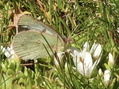 Colias vauthierii