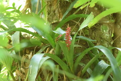 Aechmea cylindrata