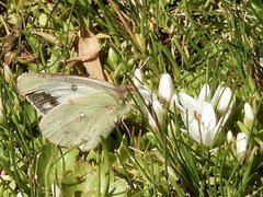 Colias vauthierii