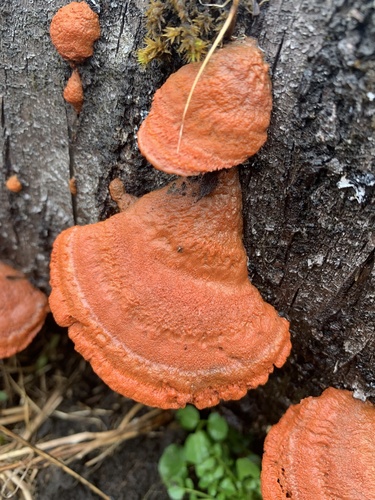 Northern Cinnabar Polypore